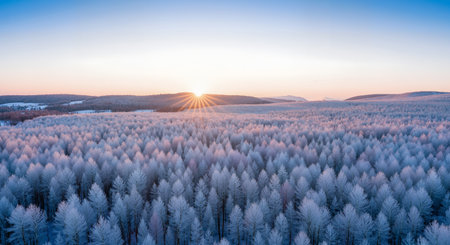 Aerial view of winter forest at sunset. Beautiful winter landscape.の素材