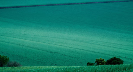Landscape with green fields and trees in Tuscany, Italyの素材