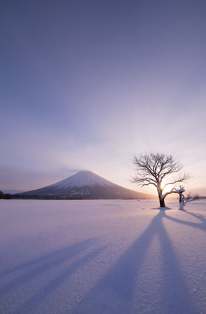 Mt. Fuji at sunrise in winter with tree shadow in foregroundの素材