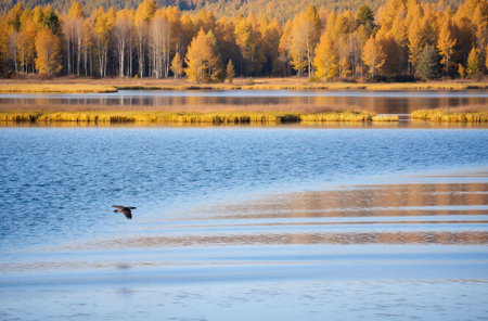 Autumn landscape with yellow trees and lake. Siberia, Russia.の素材