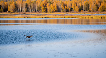beautiful autumn landscape with yellow trees on the lake shore and flying birdsの素材