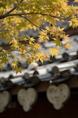 Autumn maple leaves on the roof of Japanese temple in Kyoto, Japanの素材