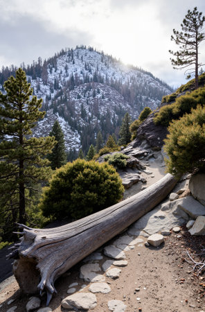 Hiking trail in the Sierra Nevada mountains, California, USA.の素材