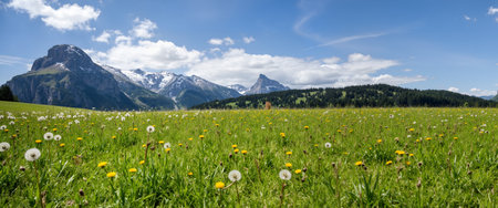 panoramic view of alpine meadow with dandelionsの素材