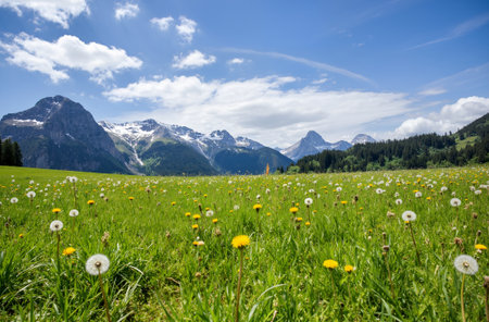 Meadow in the Alps with dandelions and mountains in the backgroundの素材