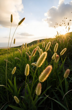 Grass flowers in the field at sunset time. Nature background.の素材