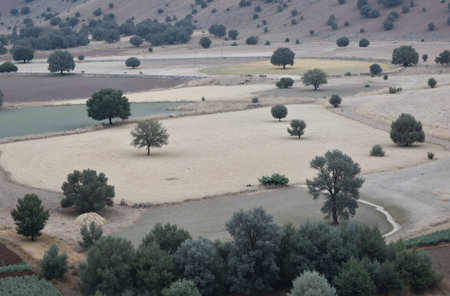 Aerial view of a lake and olive trees in a field.の素材