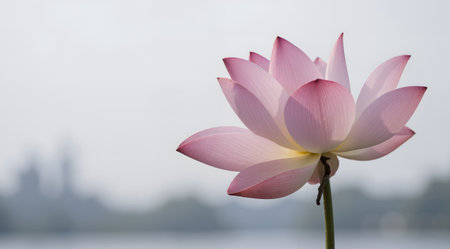 Lotus flower blooming in the pond with cloudy sky background.の素材