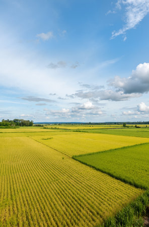 Aerial view of rice field with blue sky and white clouds.の素材