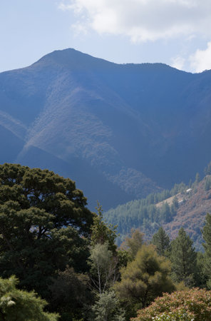View of the mountains and the coniferous forest on a sunny dayの素材