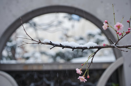 cherry blossom with snow in winter, Japan. (Selective focus)の素材