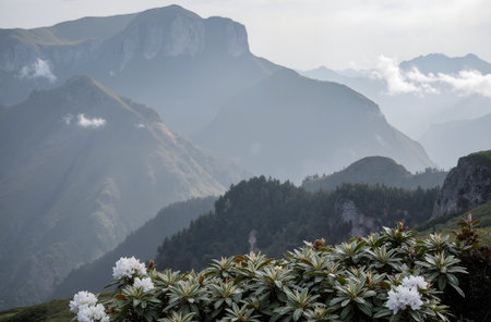 Rhododendron flowers in the mountains of the Caucasus.の素材