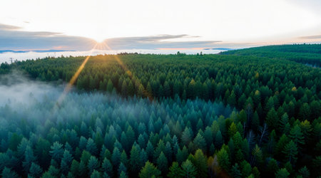 Aerial view of misty coniferous forest in sunrise.の素材