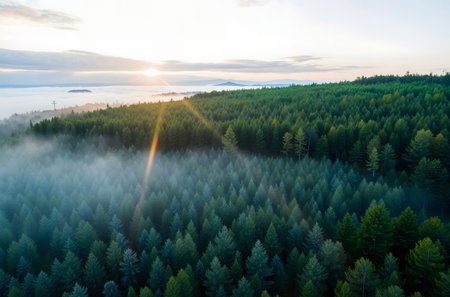 Aerial view of foggy morning in coniferous forest.の素材