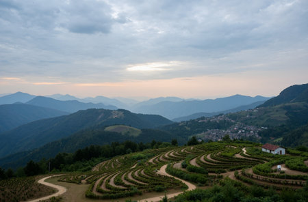 Landscape view of green tea plantation in mountains at sunset time.の素材