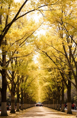 Ginkgo trees in the autumn park, Tokyo, Japan.の素材