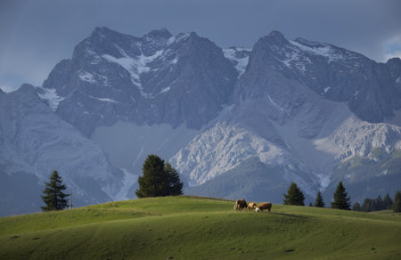 Cows grazing on the alpine meadow in the Swiss Alpsの素材
