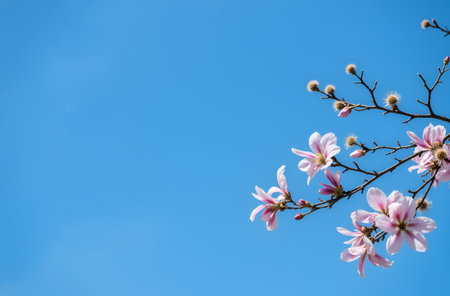 Magnolia flowers blooming in the spring on blue sky background.の素材
