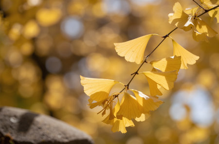 Ginkgo biloba leaves on a background of autumn leaves.の素材
