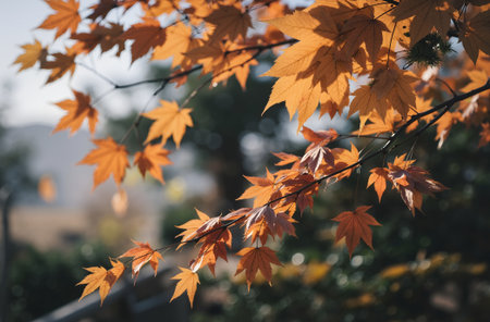 Maple leaves in autumn season in Japan. Selective focus.の素材