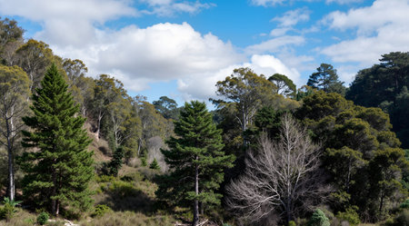 A view of a forest in the Yarra Valley, Australia.の素材