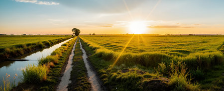 Panoramic view of a country road through a field at sunsetの素材