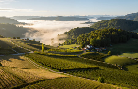 Aerial view of vineyards and hills covered with fog during sunsetの素材