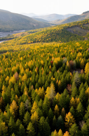 Aerial view of autumn forest with yellow and green trees in mountainsの素材
