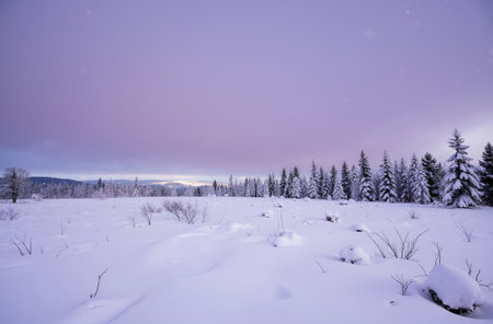 Winter landscape with snowy forest at night. Carpathians, Ukraineの素材