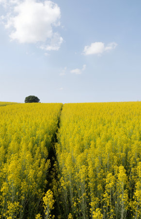 Aerial view of a rape field in bloom with a single treeの素材