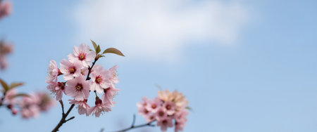 cherry blossom sakura in spring season with blue sky backgroundの素材