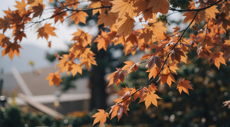 Maple leaves in autumn season. Selective focus with shallow depth of field.の素材