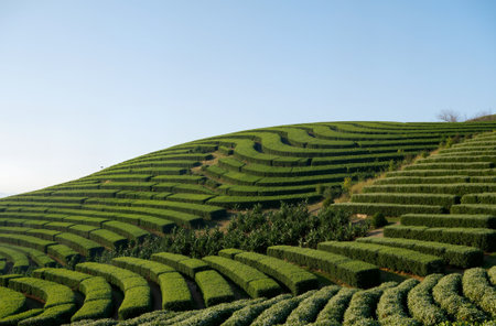 Tea Plantation at Doi Ang Khang, Chiang Rai, Thailandの素材