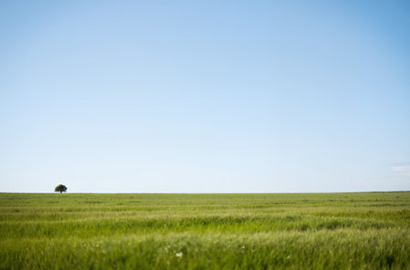 Green field with trees and blue sky in the background. Spring landscape.の素材