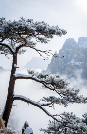 Pine tree in the snow in the mountains of South Korea.の素材