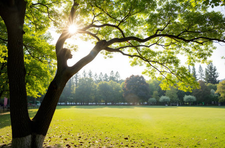 Sunlight shining through a tree in the park. Natural background.の素材