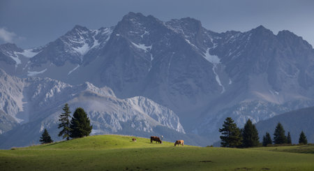 Cows graze on the green meadow in front of the mountainsの素材