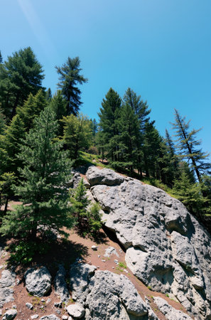 Mountain landscape with rocks and coniferous forest on a sunny dayの素材