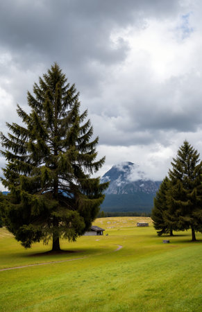 Pine trees in a meadow with mountains in the background.の素材