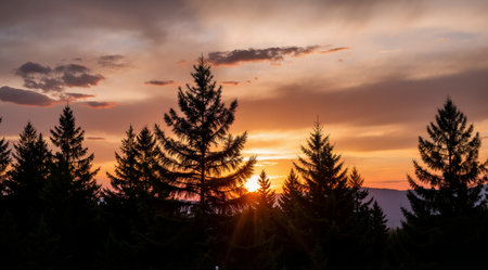 Beautiful sunset in the mountains. Silhouettes of coniferous trees.の素材