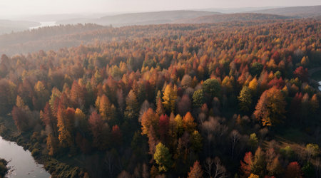 Aerial view of autumn forest with colorful trees in sunny day.の素材
