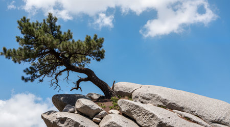 Pine tree on the top of a rock with blue sky backgroundの素材