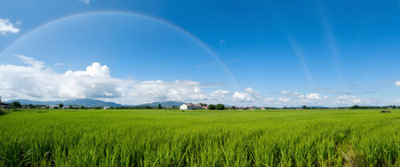 Panoramic view of green rice field with blue sky and white cloudsの素材