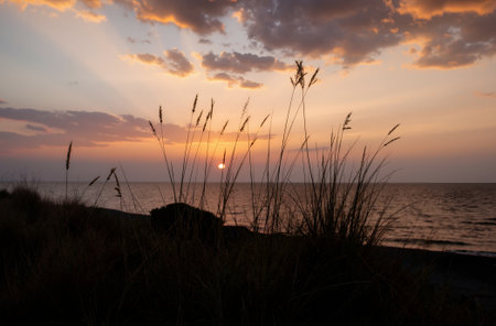 Sunset over the sea with grasses in foreground, Sardiniaの素材