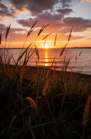 Sunset over the sea with grasses in foreground. Selective focusの素材