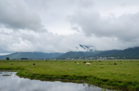 Cows grazing in a meadow on a cloudy day with mountains in the backgroundの素材