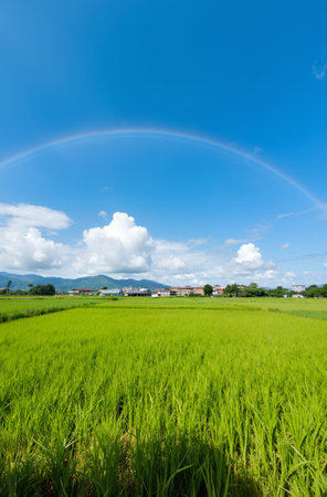 Rainbow over green rice field in the countryside with blue sky backgroundの素材