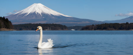 Mt Fuji and white swan in Kawaguchiko lake, Japanの素材