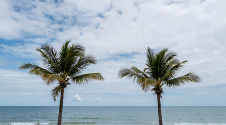Coconut trees on the beach with blue sky and white cloudsの素材