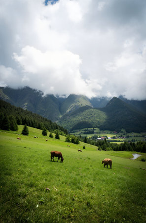 Cows grazing on a meadow in the Austrian alps.の素材